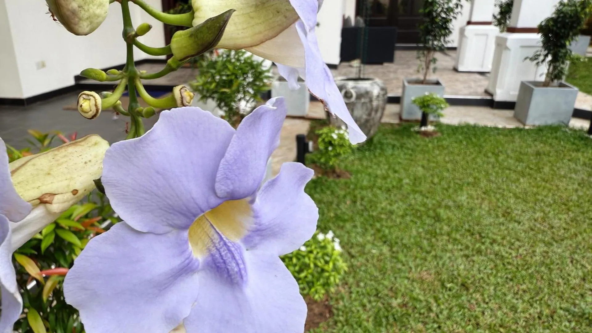 Bed & Breakfast Tropicana Negombo Boutique Hotel